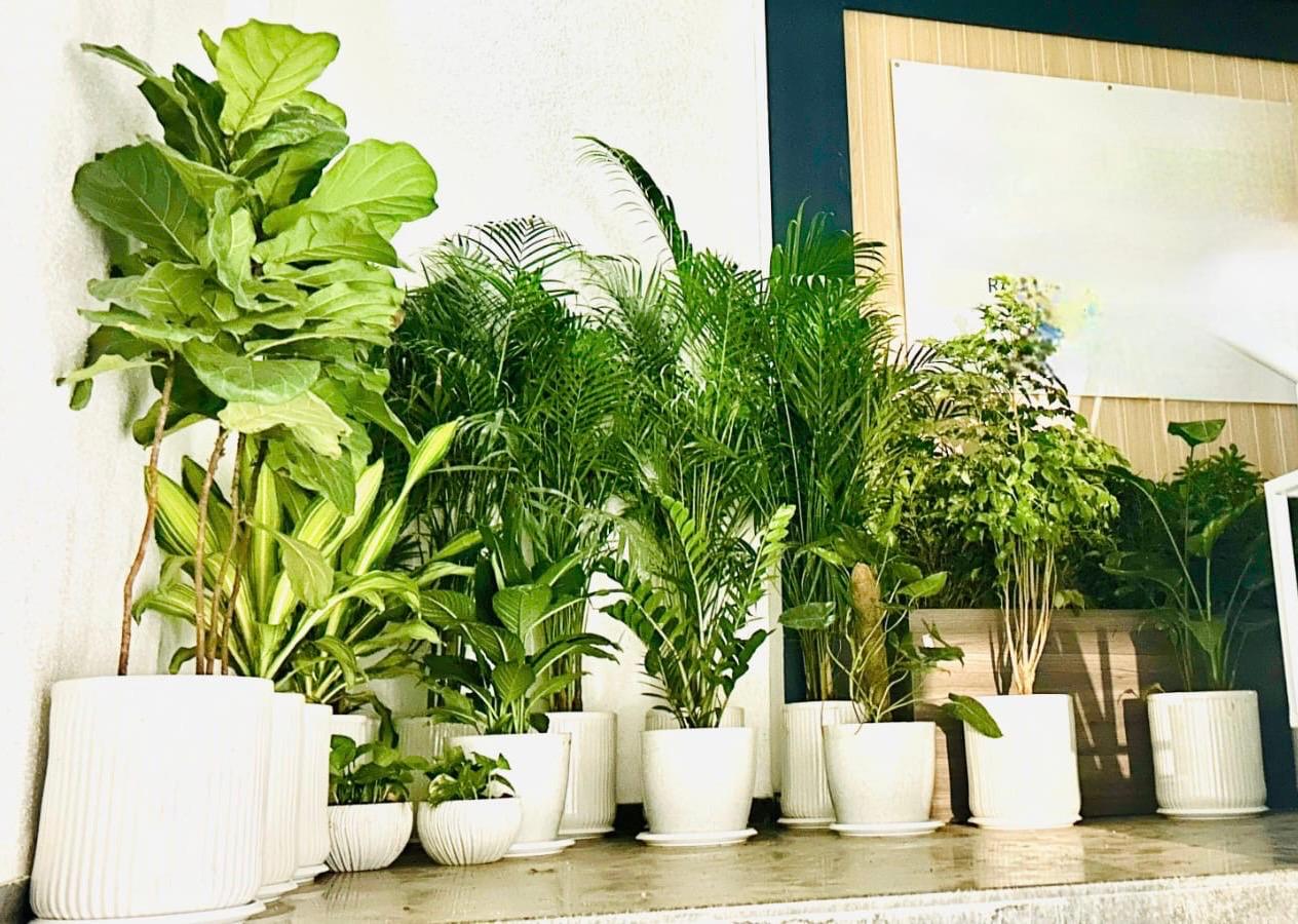 How to Keep Rented Plants Healthy During Peak Summer