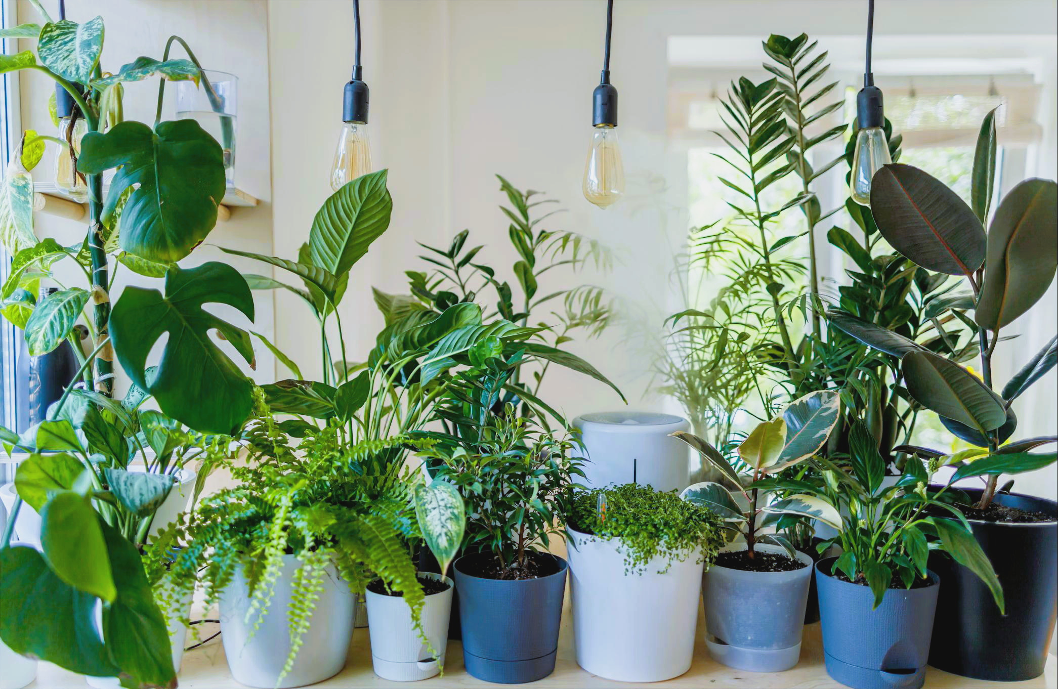 Office with Plants