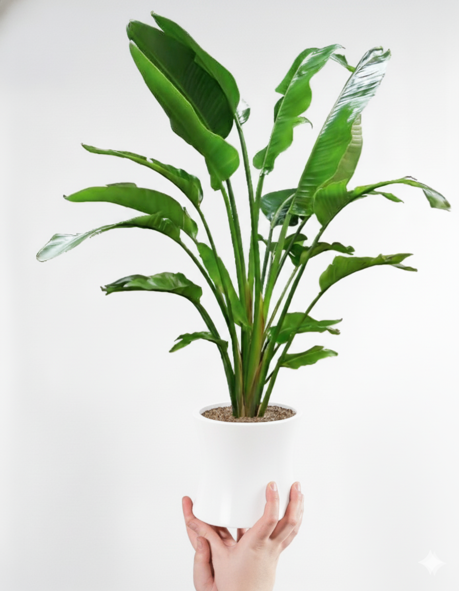 Bird of Paradise (Strelitzia reginae)