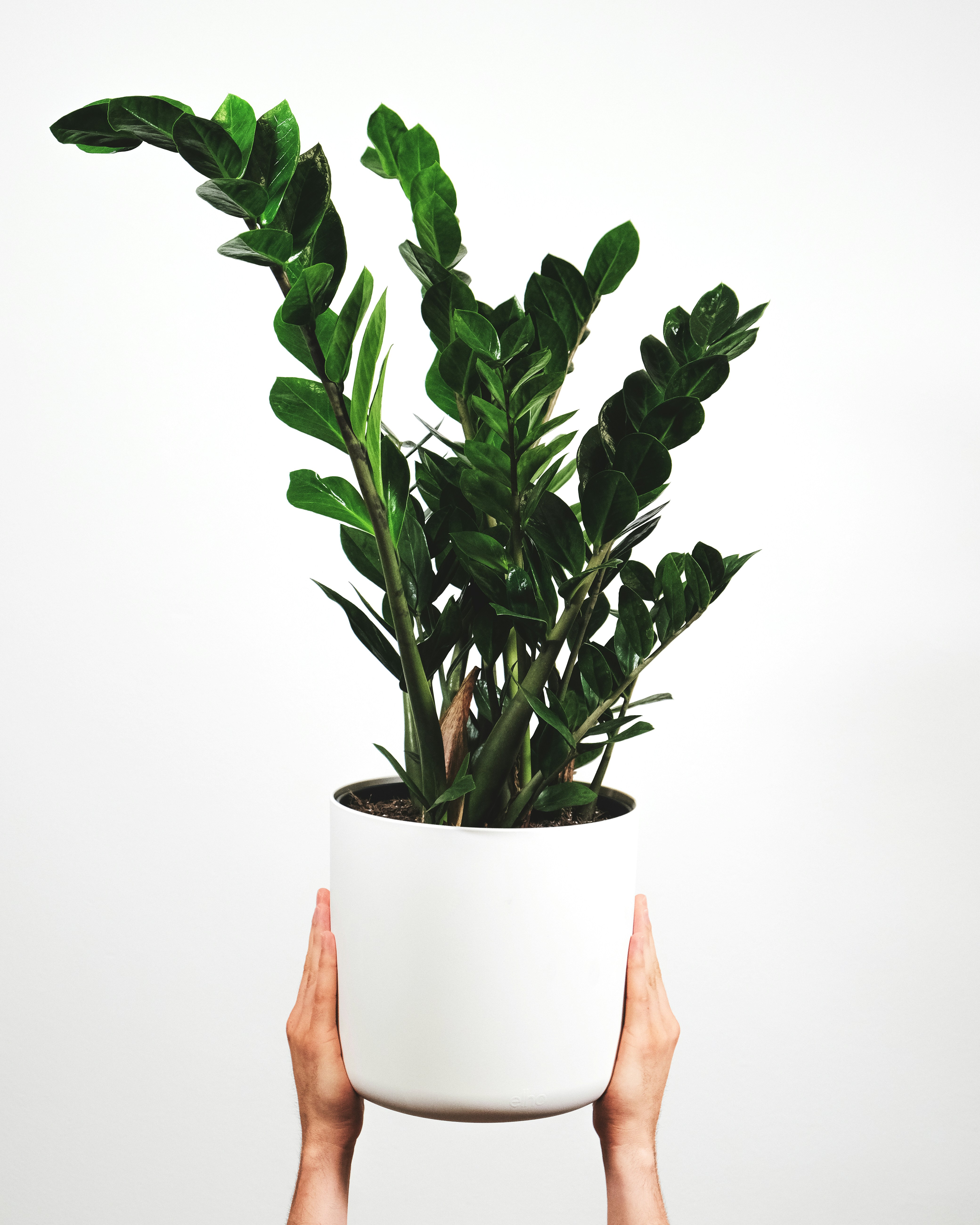 Zamioculcas Zamiifolia (ZZ )