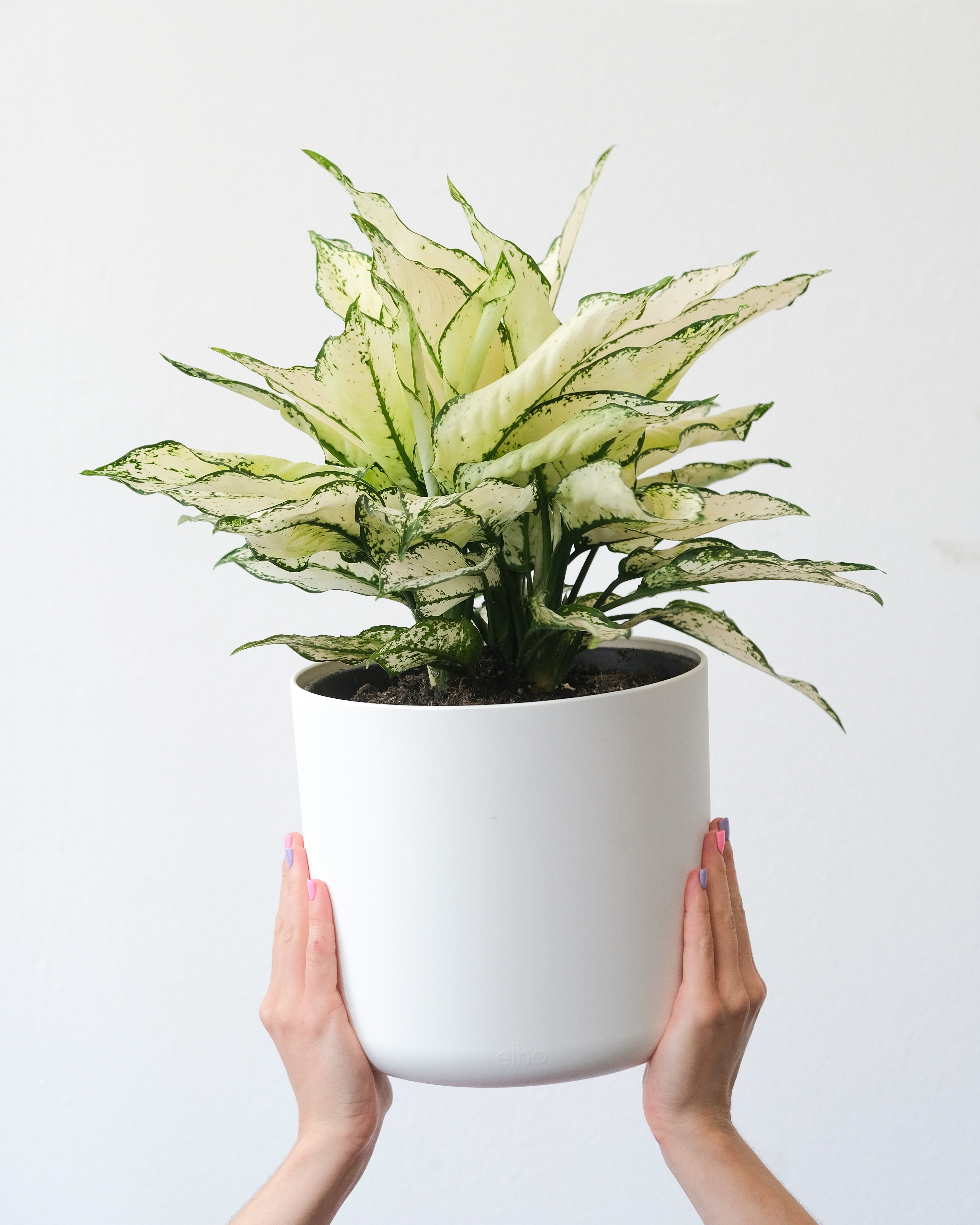 Aglonema