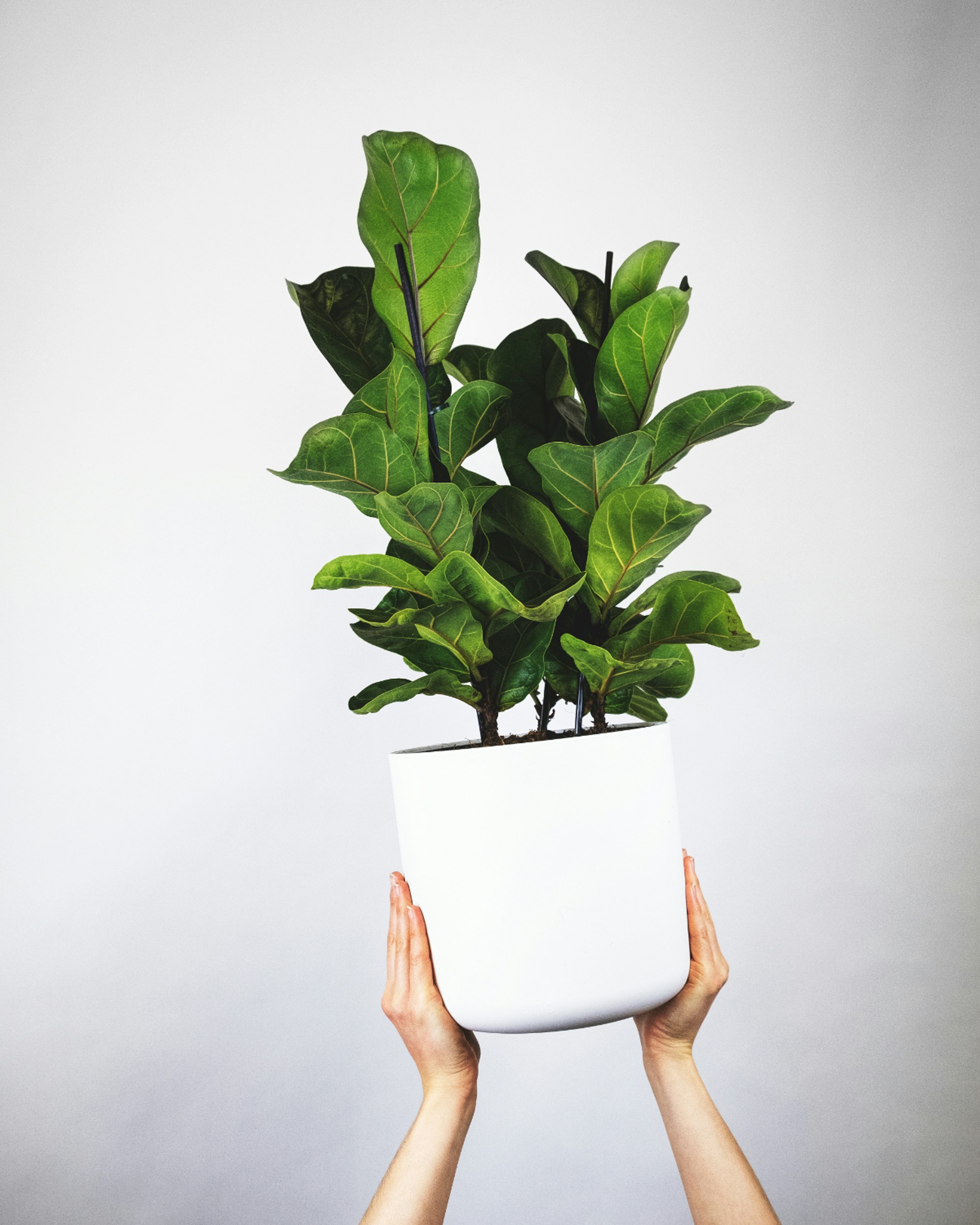 Fiddle leaf