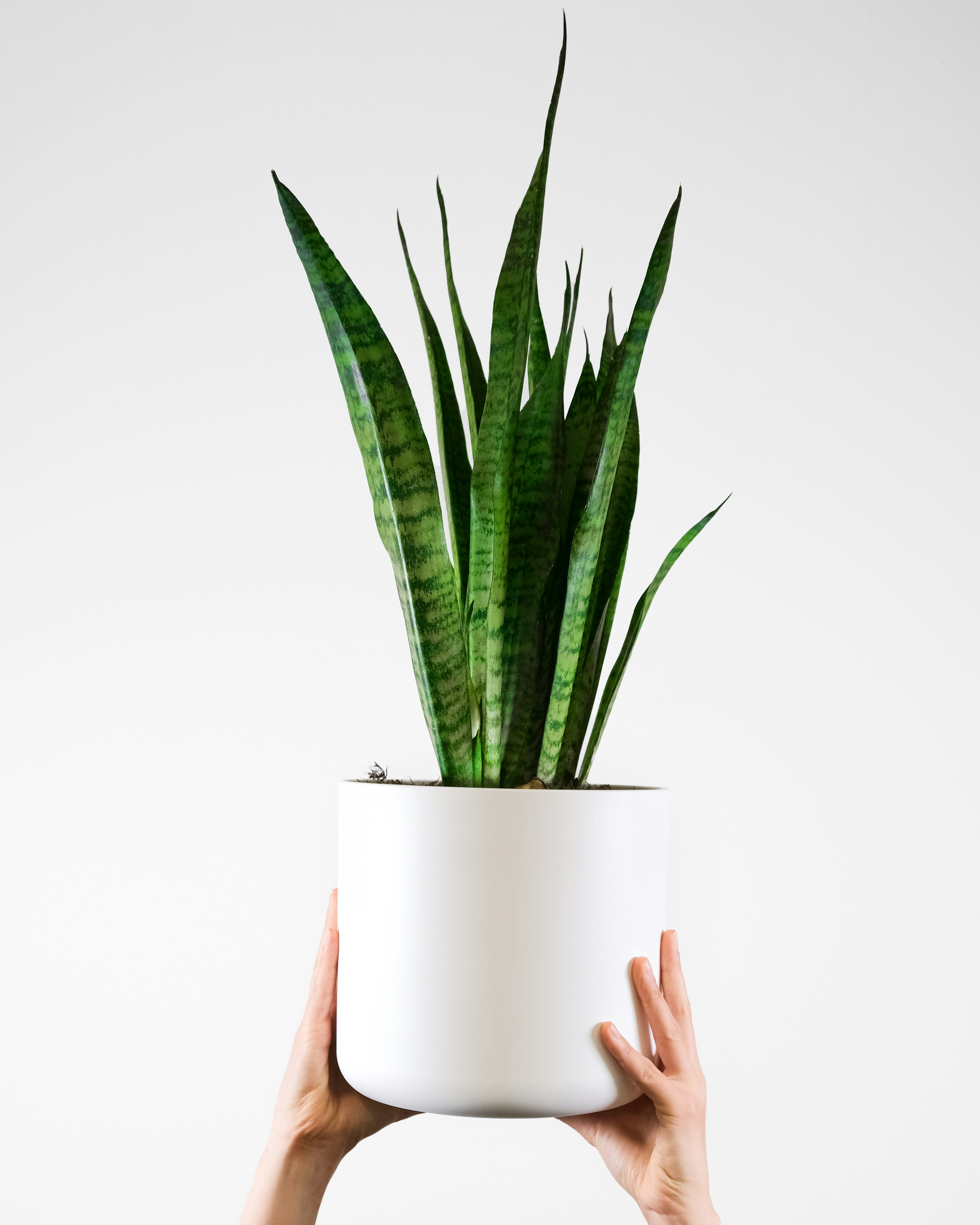 Snake Plant